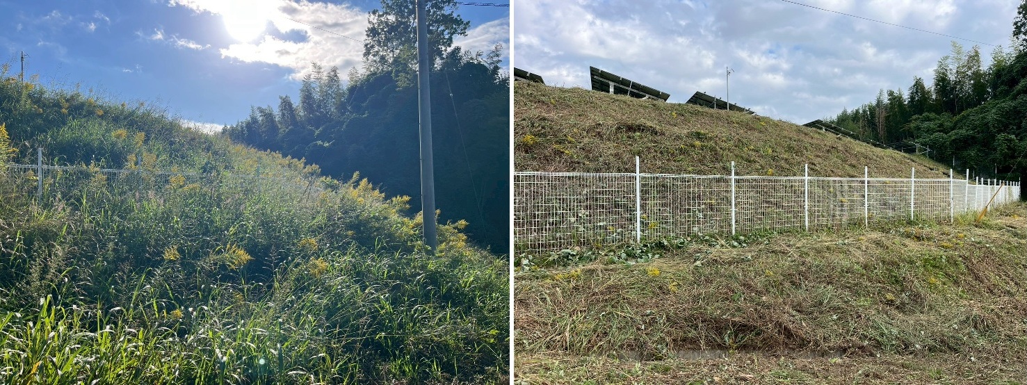 除草作業の様子