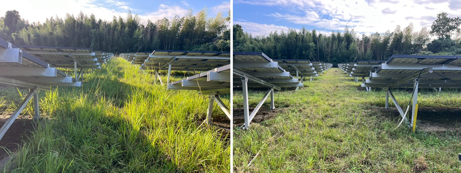除草作業の様子